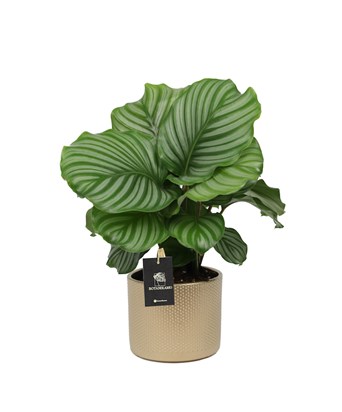 Calathea Orbifolia Büyük Boy